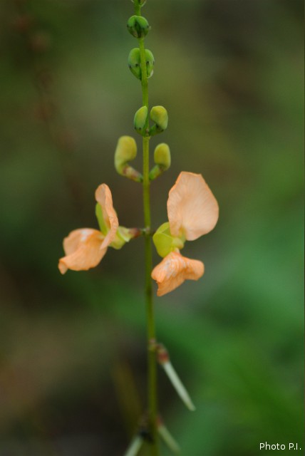 Plantes avec fleur(s) de couleur orange