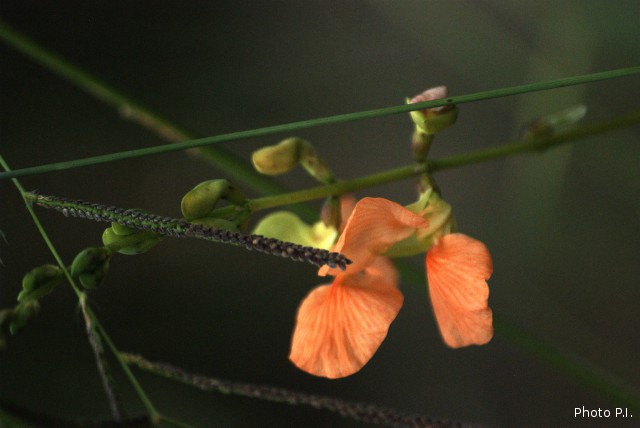 Plantes avec fleur(s) de couleur orange