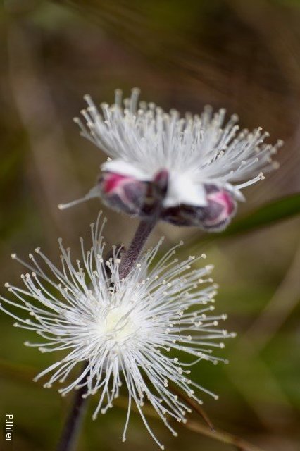 Plantes avec fleur(s) de couleur blanche