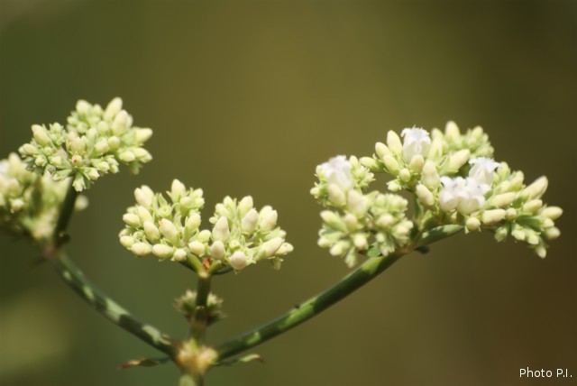 Plantes avec fleur(s) de couleur blanche
