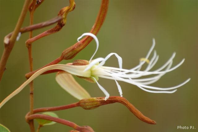Plantes avec fleur(s) de couleur blanche