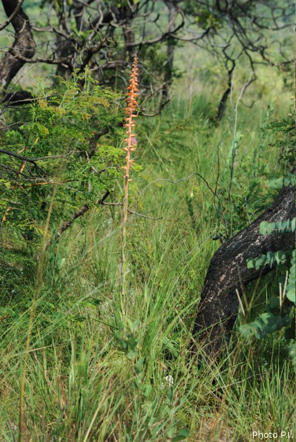 Plantes broméliacées