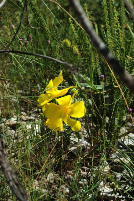 Plantes avec fleur(s) de couleur jaune ou dorée