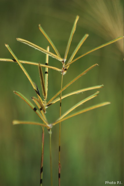 Herbacées et graminées
