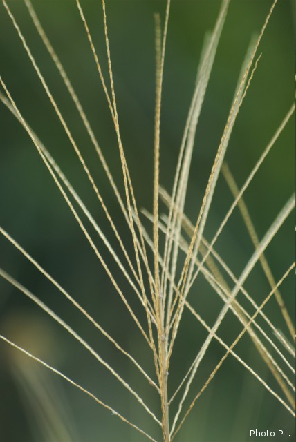 Herbacées et graminées