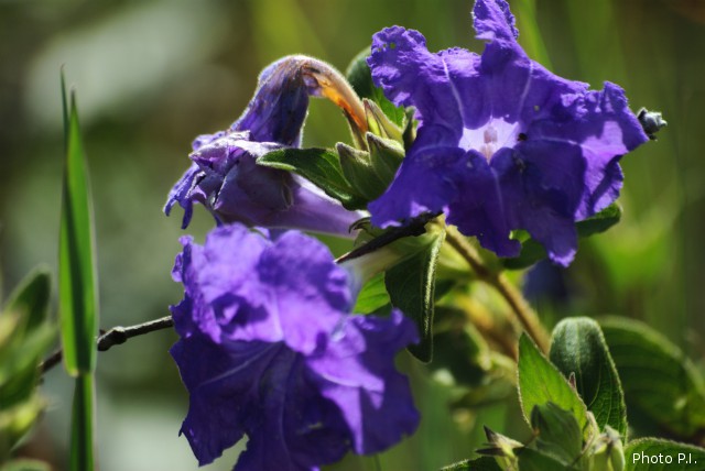 Plantes avec fleur(s) de couleur bleue