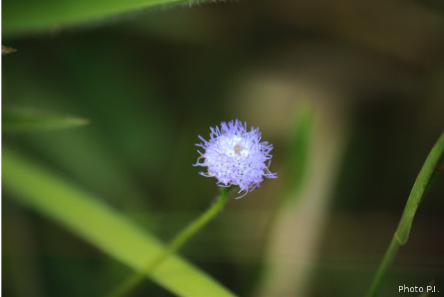 Plantes avec fleur(s) de couleur bleue