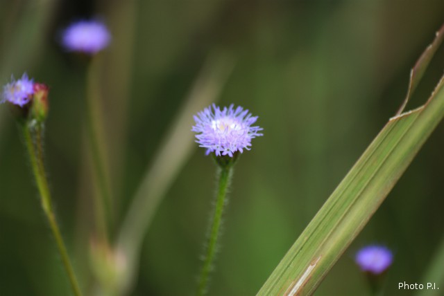 Plantes avec fleur(s) de couleur bleue