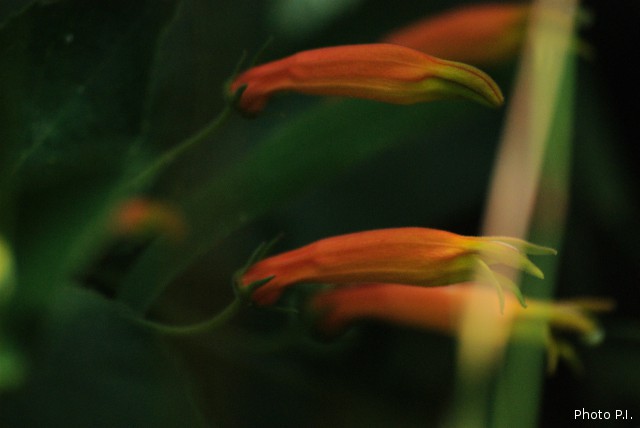 Plantes avec fleur(s) de couleur orange