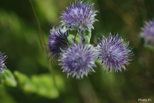 Plantes avec fleur(s) de couleur bleue