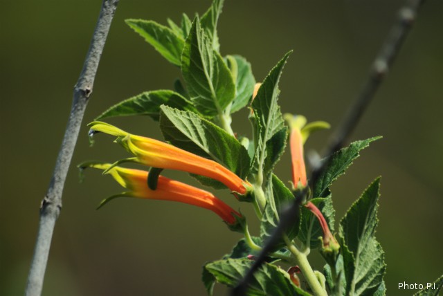 Plantes avec fleur(s) de couleur orange