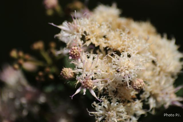 Plantes avec fleur(s) de couleur blanche