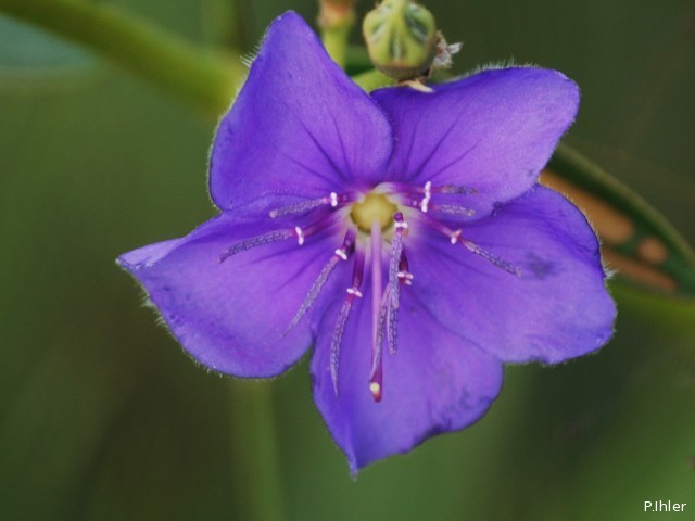 Plantes avec fleur(s) de couleur bleue