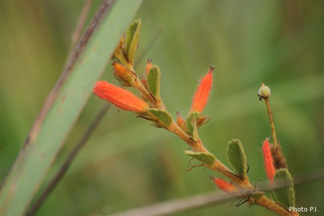 Plantes avec fleur(s) de couleur orange