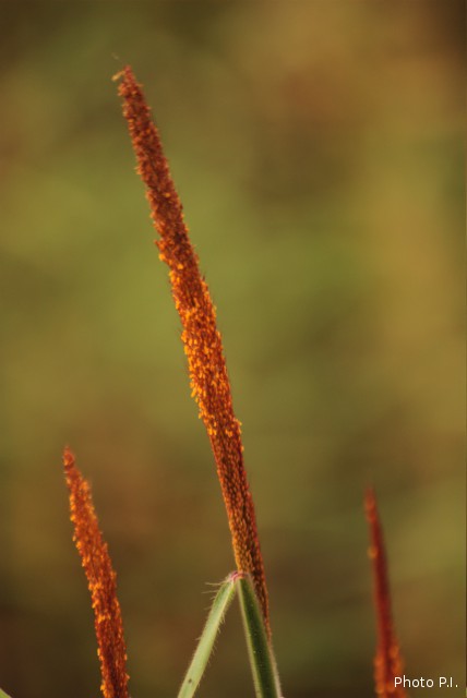 Herbacées et graminées