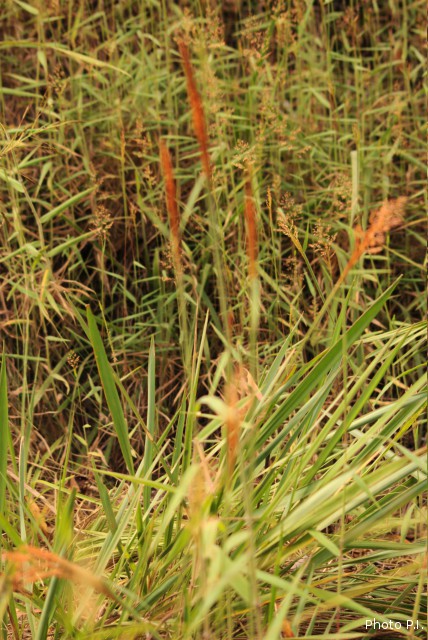 Herbacées et graminées