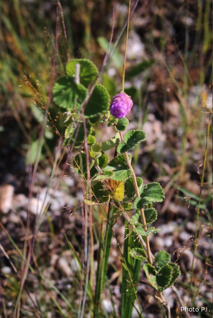 Plantes avec fleur(s) de couleur rose ou violette