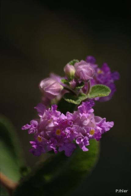 Plantes avec fleur(s) de couleur rose ou violette