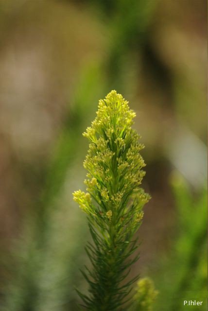 Plantes avec fleur(s) de couleur blanche