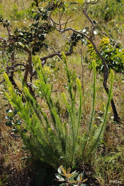 Plantes avec fleur(s) de couleur blanche