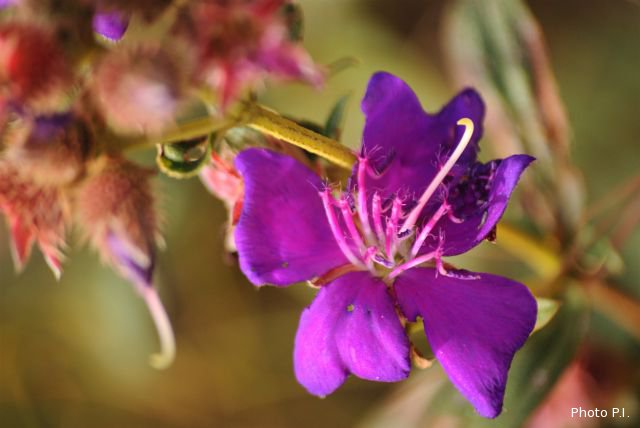 Plantes avec fleur(s) de couleur rose ou violette