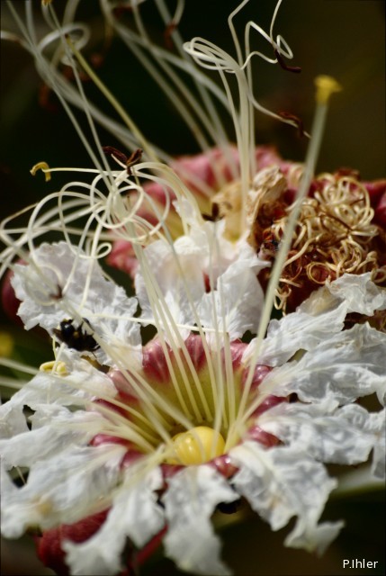 Plantes avec fleur(s) de couleur blanche
