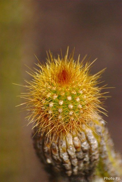 Les cactacées et autres plantes épineuses