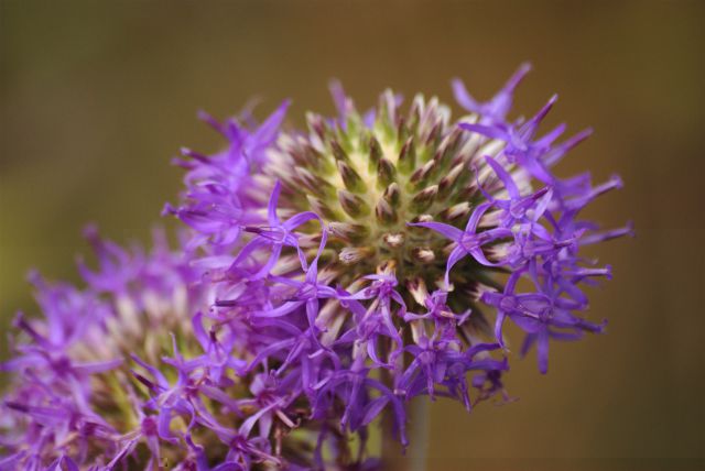 Plantes avec fleur(s) de couleur rose ou violette
