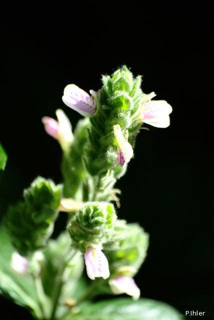 Plantes avec fleur(s) de couleur rose ou violette