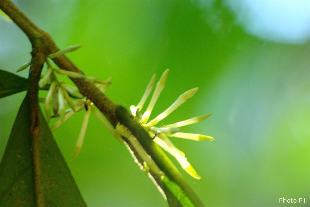 Plantes avec fleur(s) de couleur blanche