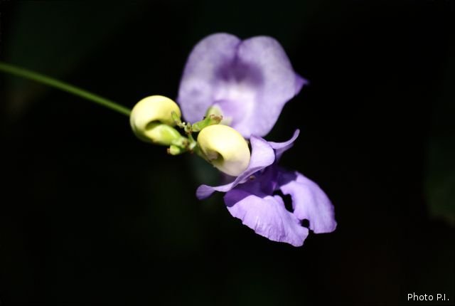 Plantes avec fleur(s) de couleur bleue