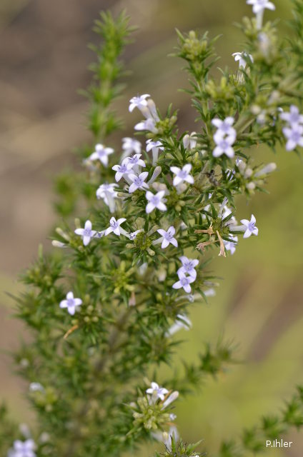 Plantes avec fleur(s) de couleur bleue