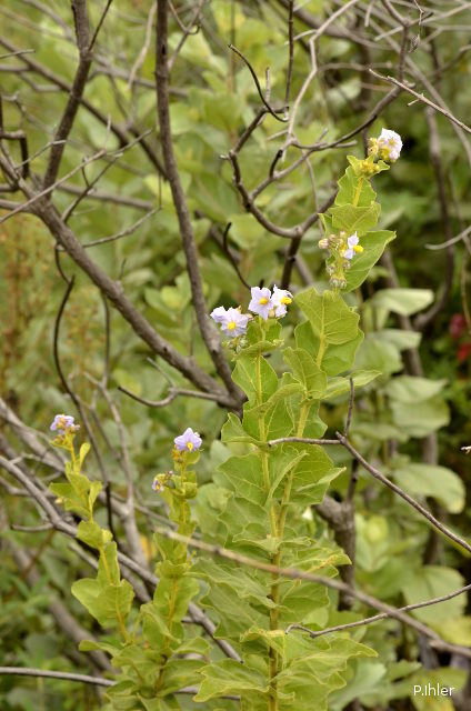 Plantes avec fleur(s) de couleur bleue