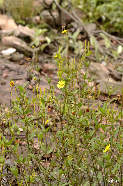 Plantes avec fleur(s) de couleur jaune ou dorée