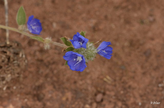 Plantes avec fleur(s) de couleur bleue