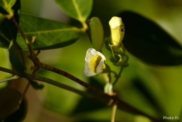 Plantes avec fleur(s) de couleur blanche