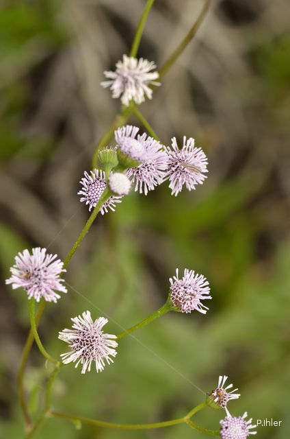 Plantes avec fleur(s) de couleur rose ou violette