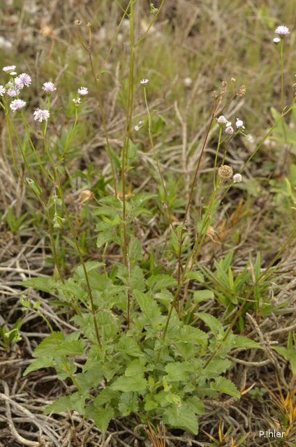Plantes avec fleur(s) de couleur rose ou violette