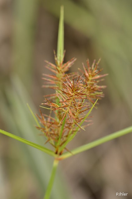Herbacées et graminées