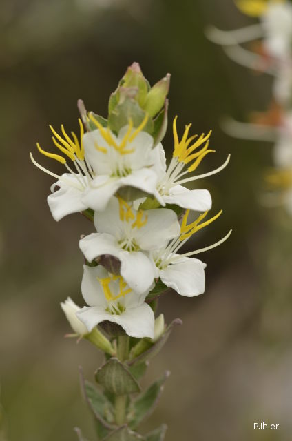Plantes avec fleur(s) de couleur blanche