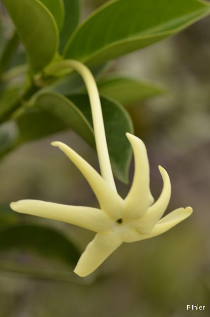 Plantes avec fleur(s) de couleur blanche