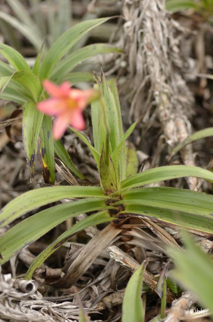 Plantes avec fleur(s) de couleur rouge