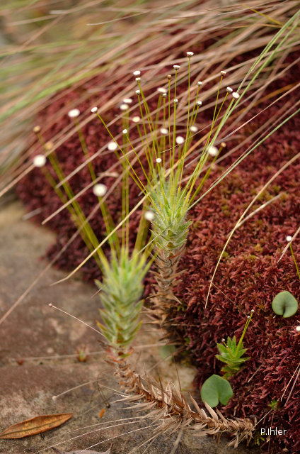 Plantes similaires aux plantes bromélacées</span>