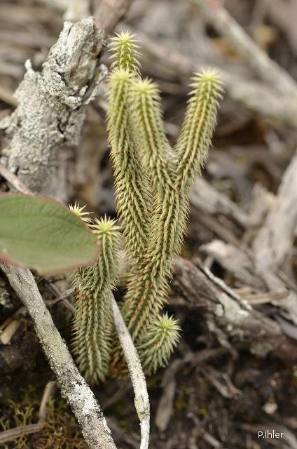 Plantes particulières