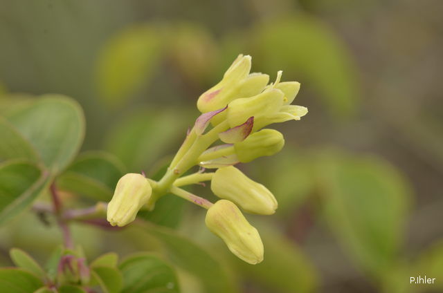 Plantes avec fleur(s) de couleur blanche