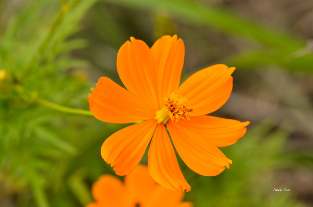 Plantes avec fleur(s) de couleur orange