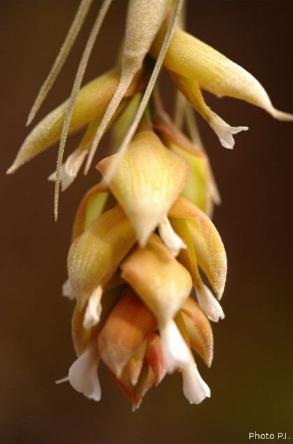 Plantes broméliacées