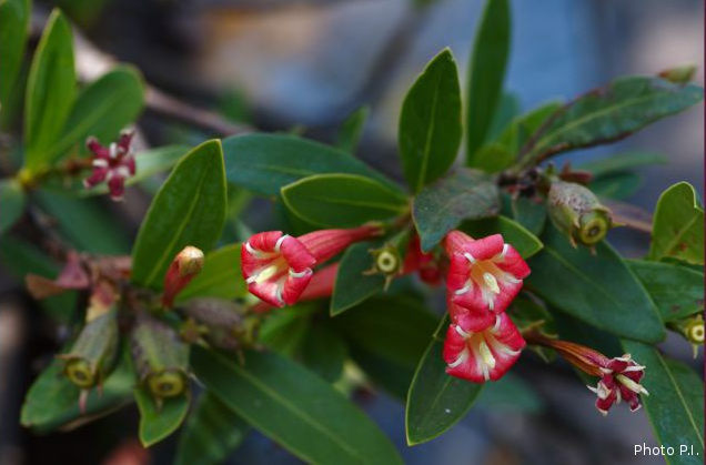 Plantes avec fleur(s) de couleur rouge