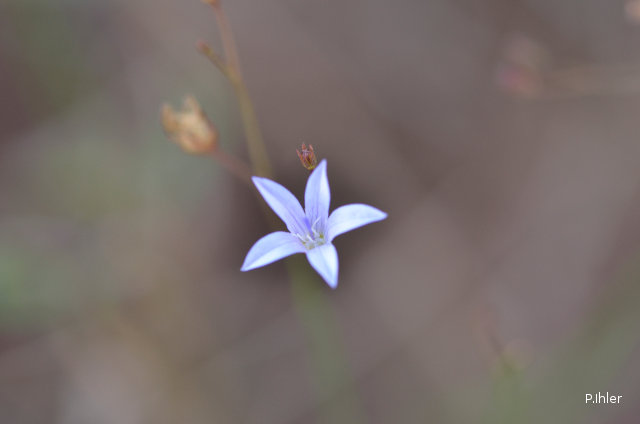 Plantes avec fleur(s) de couleur bleue
