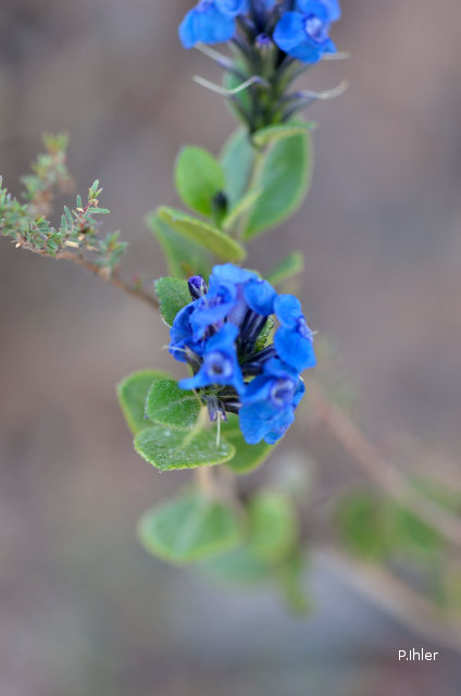 Plantes avec fleur(s) de couleur bleue